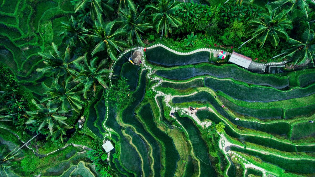 Explore Ubud’s Rice Terraces